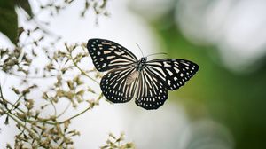 Preview wallpaper butterfly, wings, macro, blur