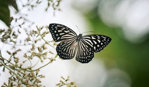 Preview wallpaper butterfly, wings, macro, blur