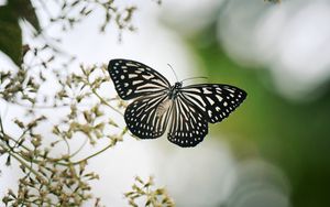 Preview wallpaper butterfly, wings, macro, blur