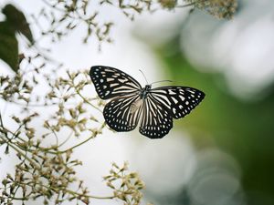 Preview wallpaper butterfly, wings, macro, blur