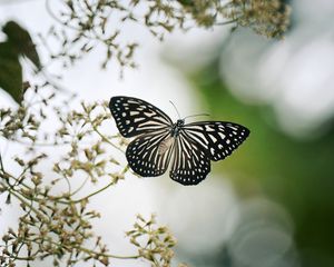 Preview wallpaper butterfly, wings, macro, blur