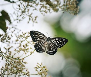 Preview wallpaper butterfly, wings, macro, blur