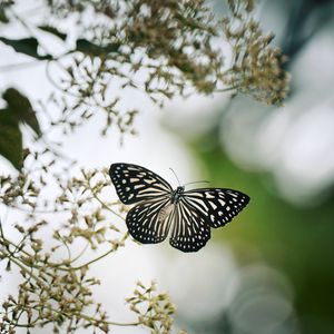 Preview wallpaper butterfly, wings, macro, blur