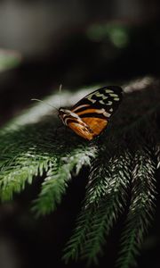 Preview wallpaper butterfly, wings, needles, branch