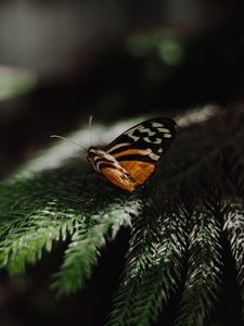 Preview wallpaper butterfly, wings, needles, branch