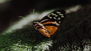 Preview wallpaper butterfly, wings, needles, branch