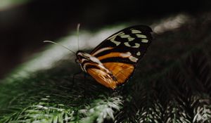 Preview wallpaper butterfly, wings, needles, branch