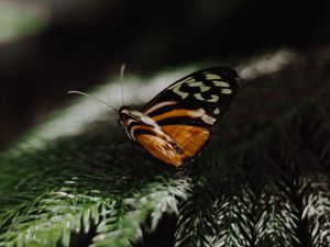 Preview wallpaper butterfly, wings, needles, branch