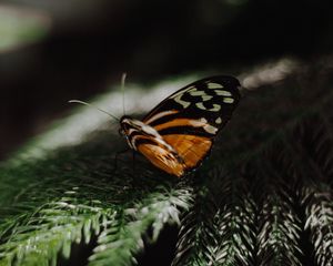 Preview wallpaper butterfly, wings, needles, branch