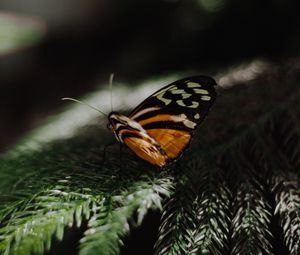 Preview wallpaper butterfly, wings, needles, branch