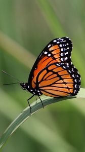 Preview wallpaper butterfly, wings, pattern, leaf