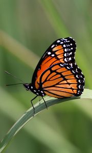 Preview wallpaper butterfly, wings, pattern, leaf