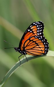 Preview wallpaper butterfly, wings, pattern, leaf