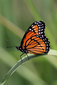 Preview wallpaper butterfly, wings, pattern, leaf