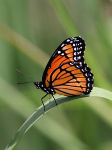 Preview wallpaper butterfly, wings, pattern, leaf