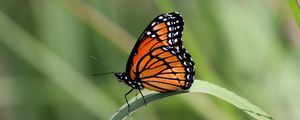 Preview wallpaper butterfly, wings, pattern, leaf