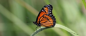 Preview wallpaper butterfly, wings, pattern, leaf