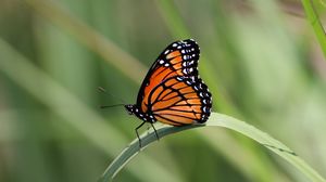 Preview wallpaper butterfly, wings, pattern, leaf