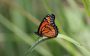 Preview wallpaper butterfly, wings, pattern, leaf