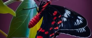 Preview wallpaper butterfly, wings, pattern, leaves, plant