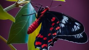 Preview wallpaper butterfly, wings, pattern, leaves, plant