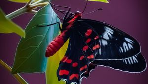 Preview wallpaper butterfly, wings, pattern, leaves, plant