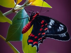 Preview wallpaper butterfly, wings, pattern, leaves, plant