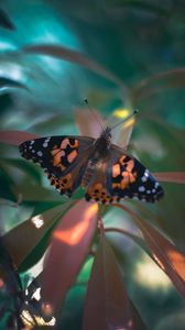 Preview wallpaper butterfly, wings, pattern, plant