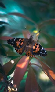 Preview wallpaper butterfly, wings, pattern, plant
