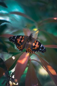 Preview wallpaper butterfly, wings, pattern, plant