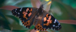 Preview wallpaper butterfly, wings, pattern, plant