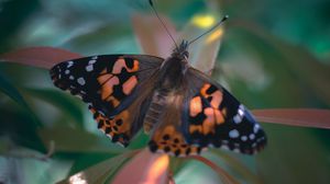 Preview wallpaper butterfly, wings, pattern, plant