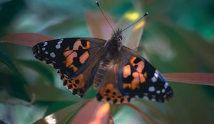Preview wallpaper butterfly, wings, pattern, plant