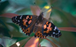 Preview wallpaper butterfly, wings, pattern, plant