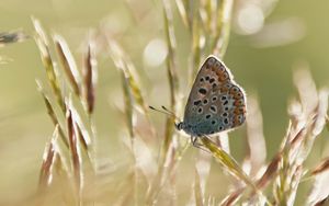 Preview wallpaper butterfly, wings, pattern, spots, ears