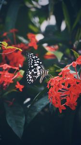 Preview wallpaper butterfly, wings, pattern, flower