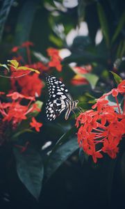 Preview wallpaper butterfly, wings, pattern, flower