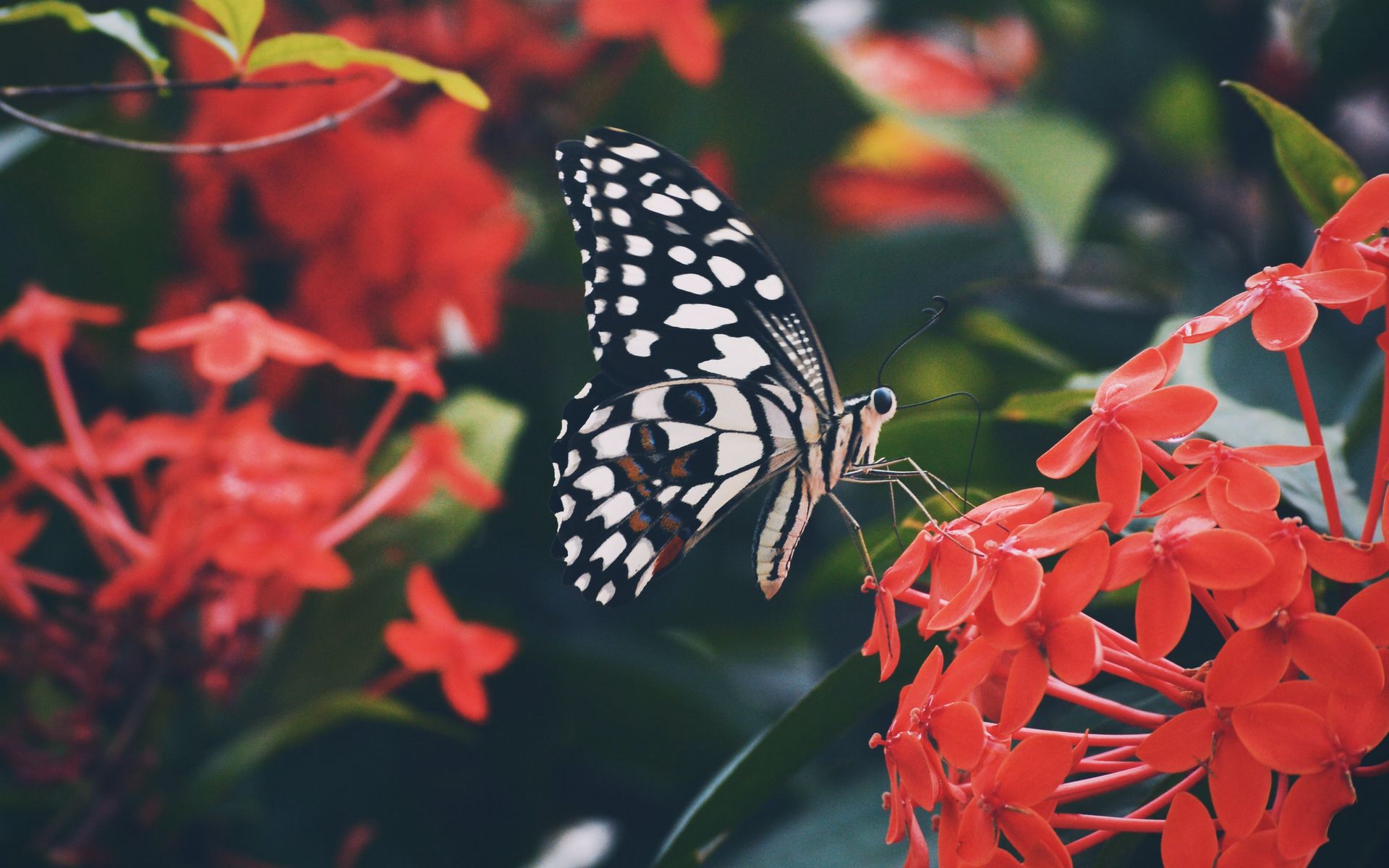 Download wallpaper 1920x1200 butterfly, wings, pattern, flower