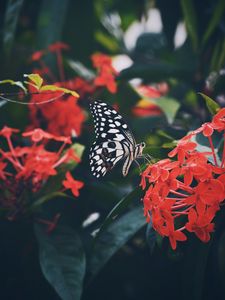 Preview wallpaper butterfly, wings, pattern, flower