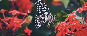 Preview wallpaper butterfly, wings, pattern, flower