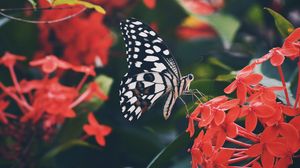 Preview wallpaper butterfly, wings, pattern, flower