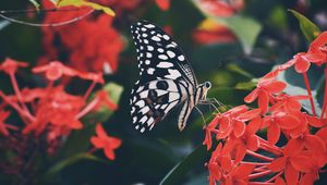 Preview wallpaper butterfly, wings, pattern, flower