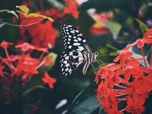 Preview wallpaper butterfly, wings, pattern, flower