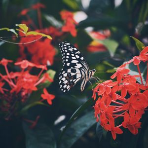Preview wallpaper butterfly, wings, pattern, flower