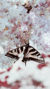 Preview wallpaper butterfly, wings, pattern, lilac, flowers