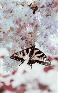 Preview wallpaper butterfly, wings, pattern, lilac, flowers