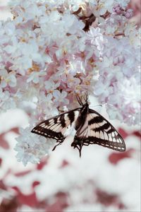 Preview wallpaper butterfly, wings, pattern, lilac, flowers