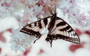 Preview wallpaper butterfly, wings, pattern, lilac, flowers