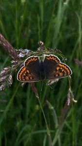 Preview wallpaper butterfly, wings, pattern, grass