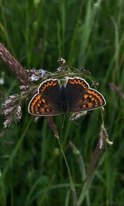 Preview wallpaper butterfly, wings, pattern, grass